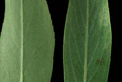 Salix purpurea. Lower (left) and upper leaf surfaces showing dense stomata evenly spread on upper leaf surface.
 Image: D. Glenny © Landcare Research 2020 CC BY 4.0